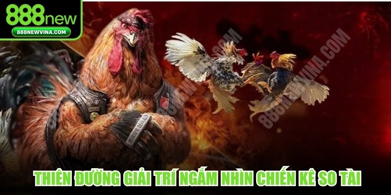 Đá gà 888NEW là thiên đường giải trí để ngắm nhìn chiến kê so tài