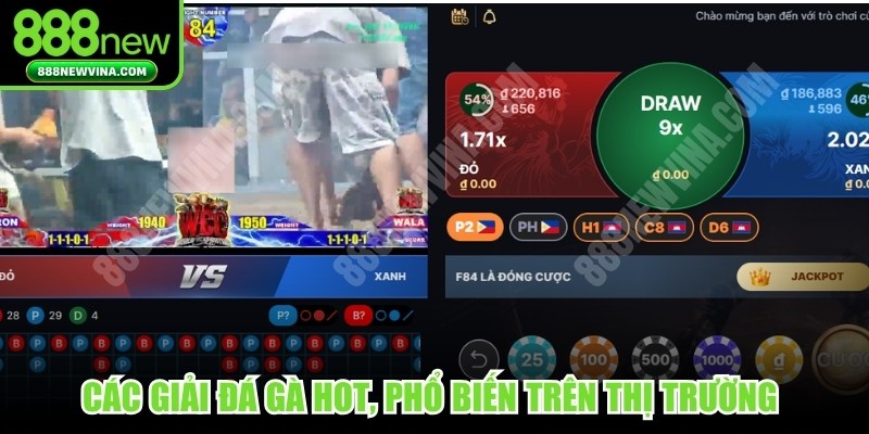 Các giải đá gà hot, phổ biến trên thị trường luôn thu hút bet thủ