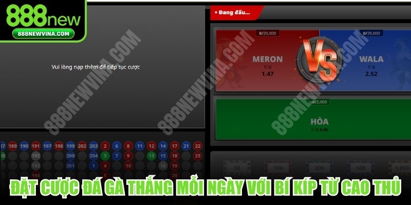 Đặt cược đá gà luôn thắng mỗi ngày với bí kíp từ cao thủ